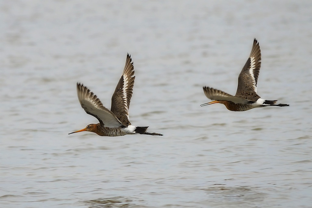 Ad ali spiegate, il sogno di Icaro.